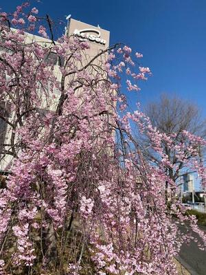 枝垂桜③.jpg