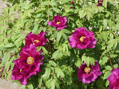 P1020027.JPG