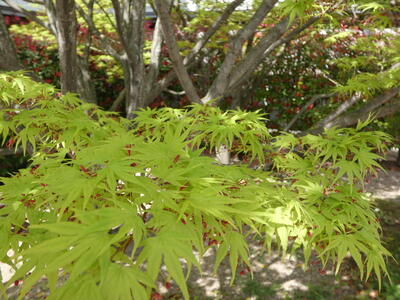 P1020047.JPG